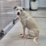 Maisena